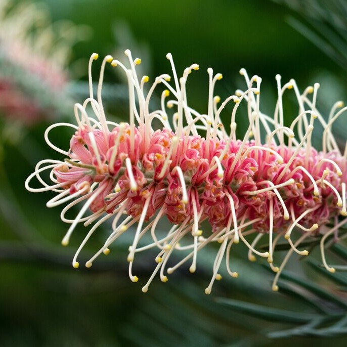 grevillea Australian native flower