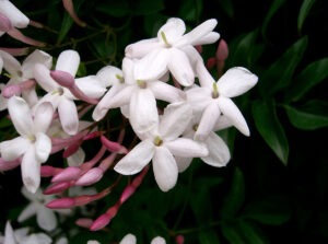 pink-jasmine-2-300x223.jpg