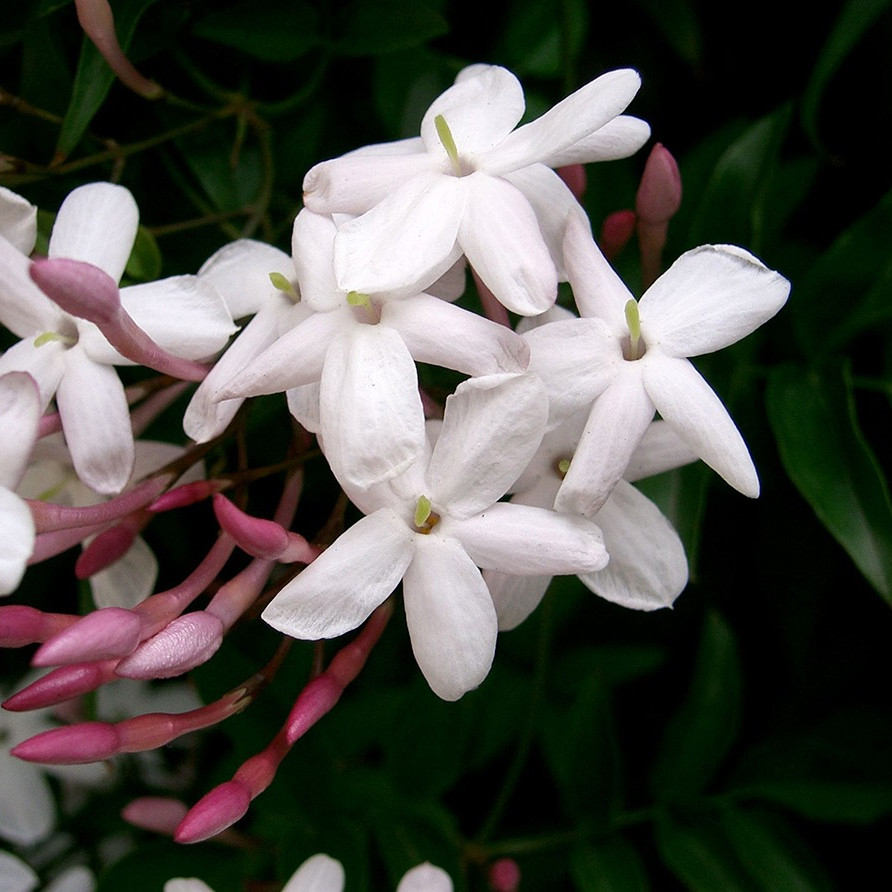 pink jasmine flower