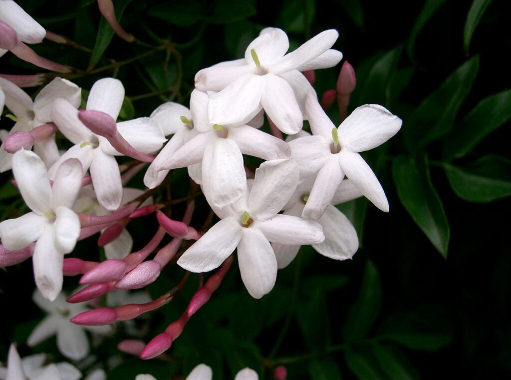 pink jasmine flower