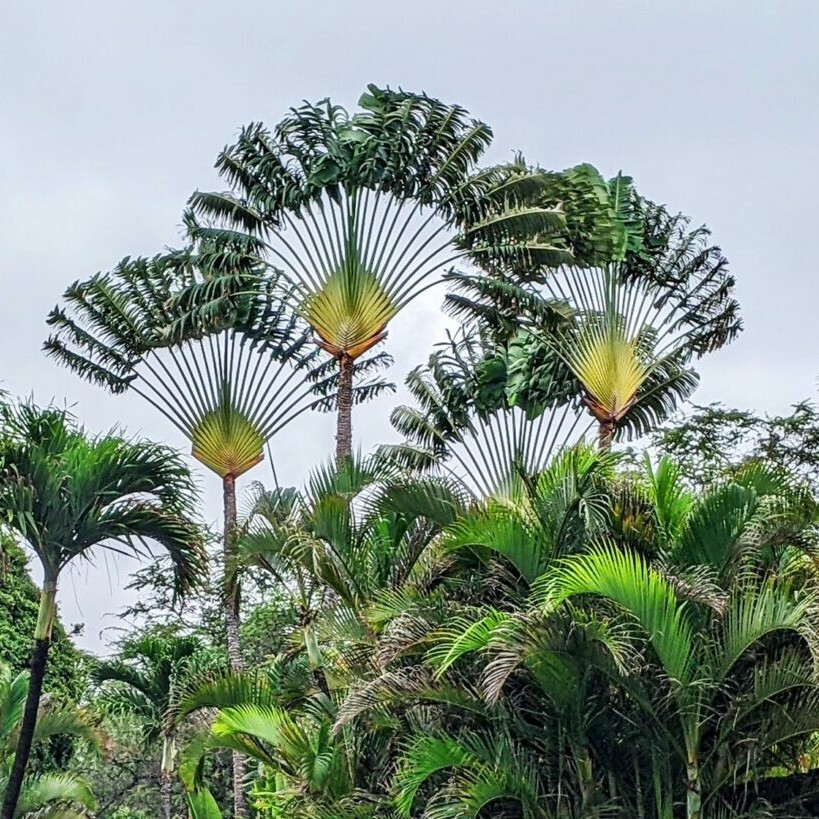 Traveler's Palm