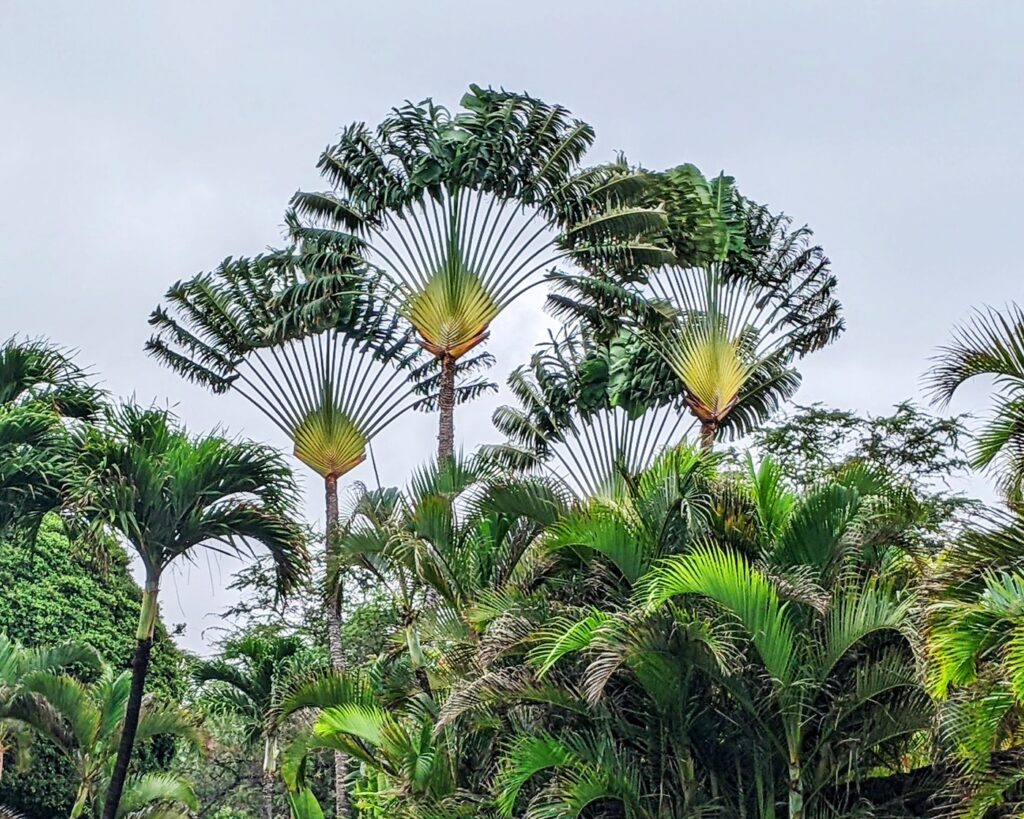 Traveler's Palm