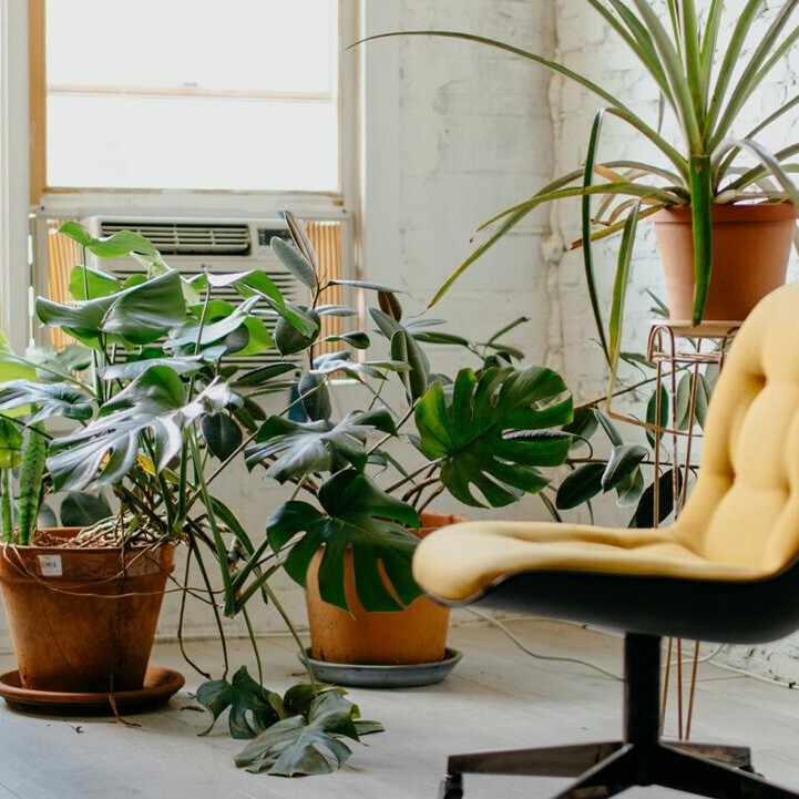 tropical plants indoors