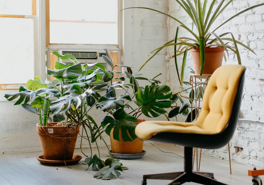 tropical plants indoors