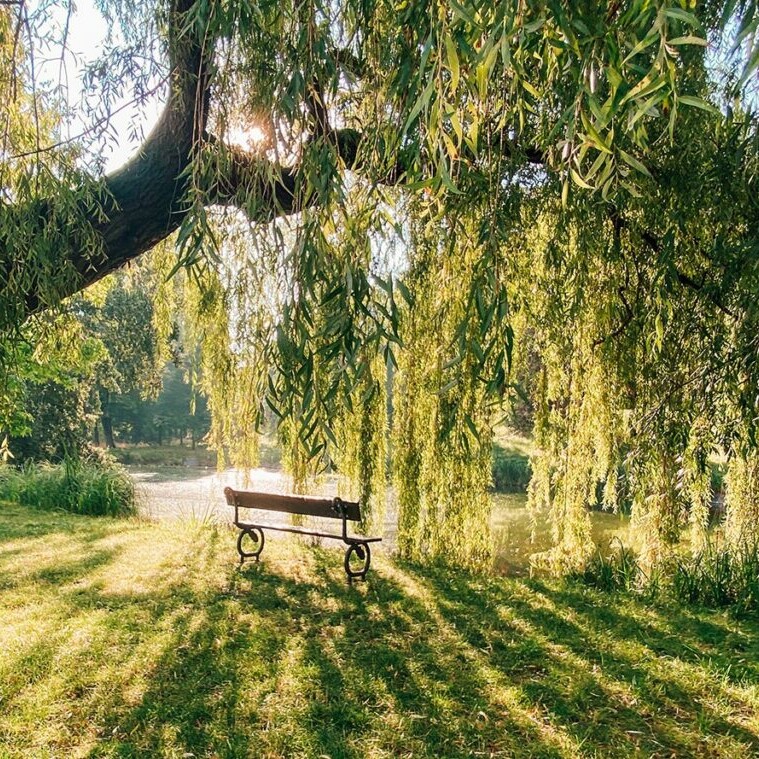 willow tree