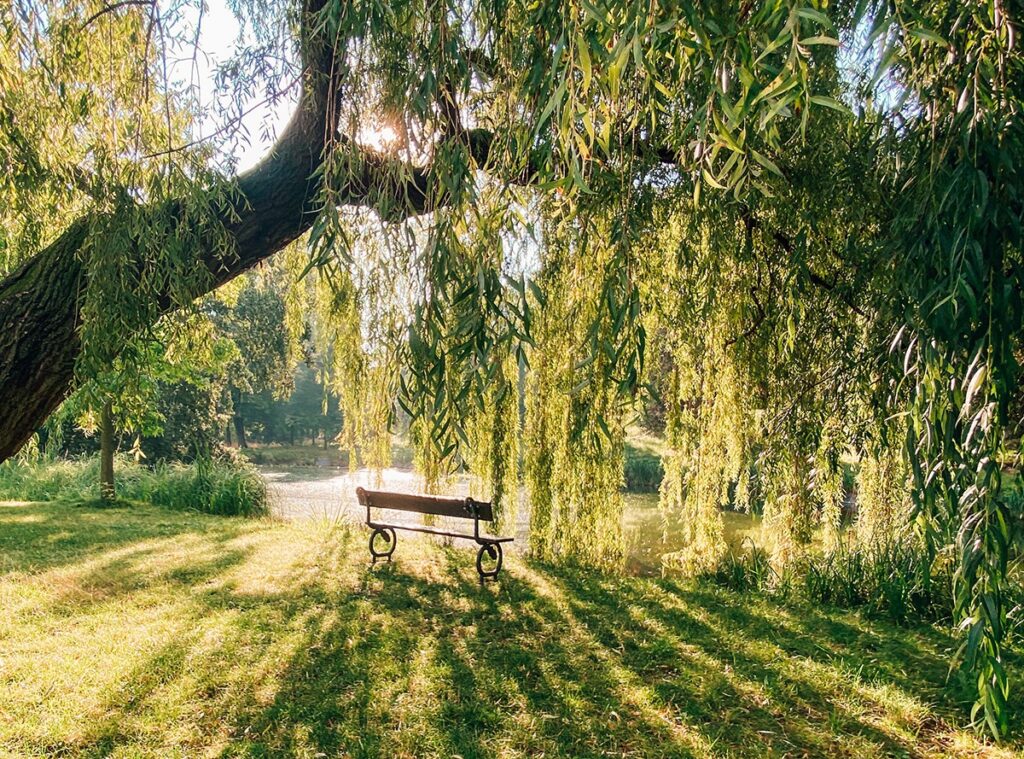 willow tree