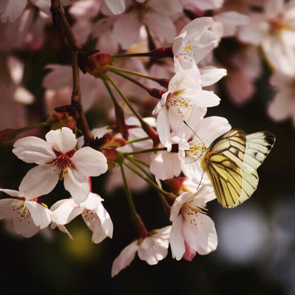 flowering cherry tree