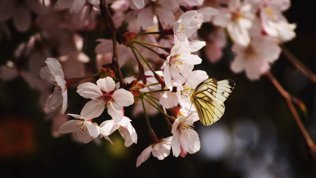 flowering cherry tree