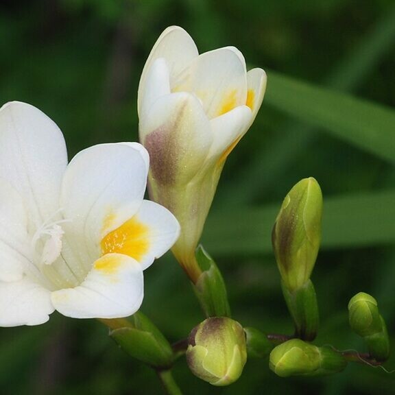 freesia alba flower