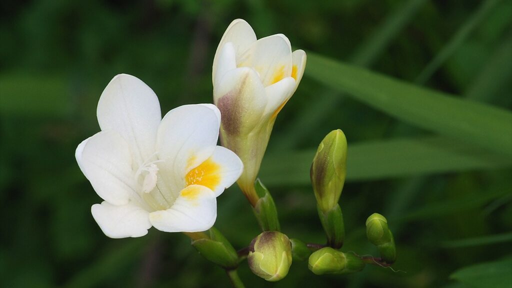 freesia alba flower