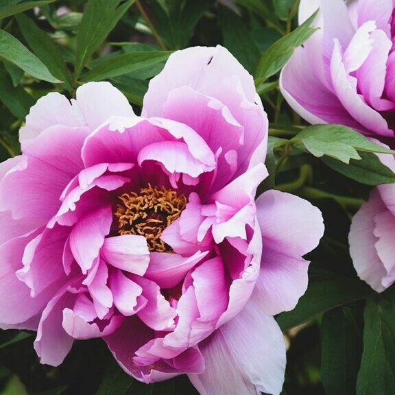 Peony Flower