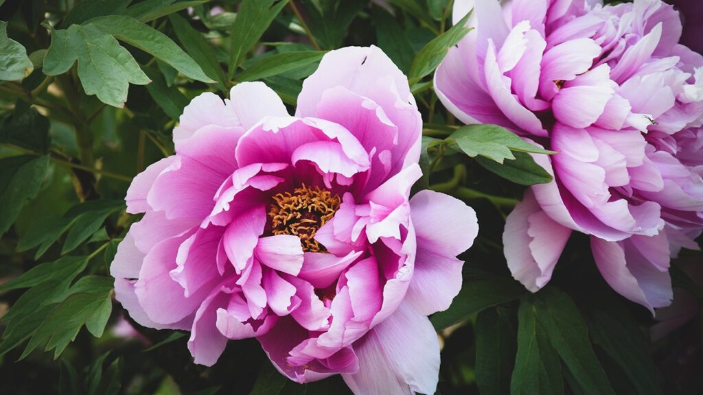 Peony Flower