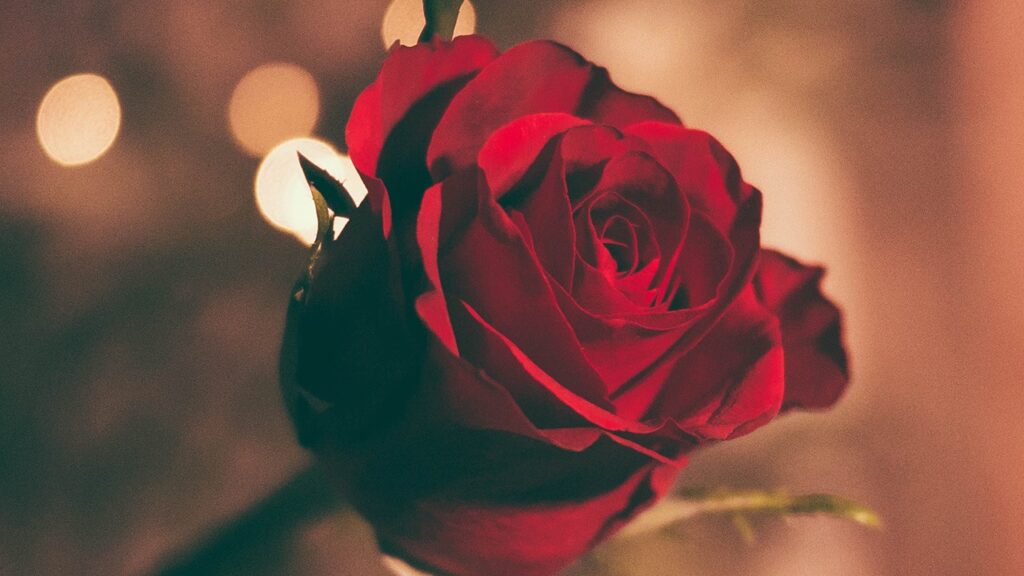 Valentine's Day Rose