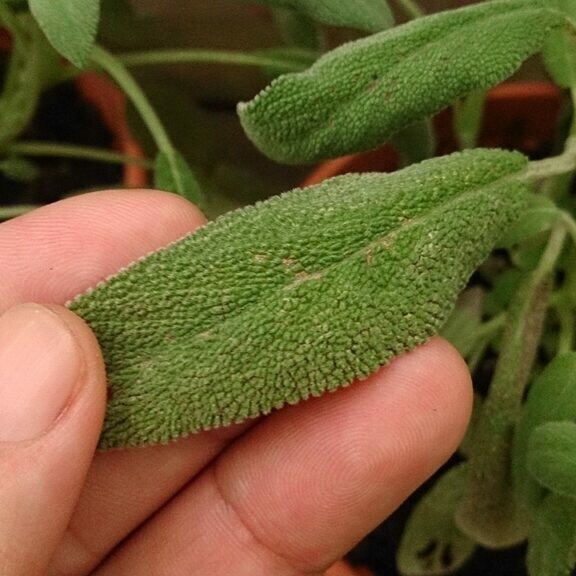 Sage (Salvia officinalis)