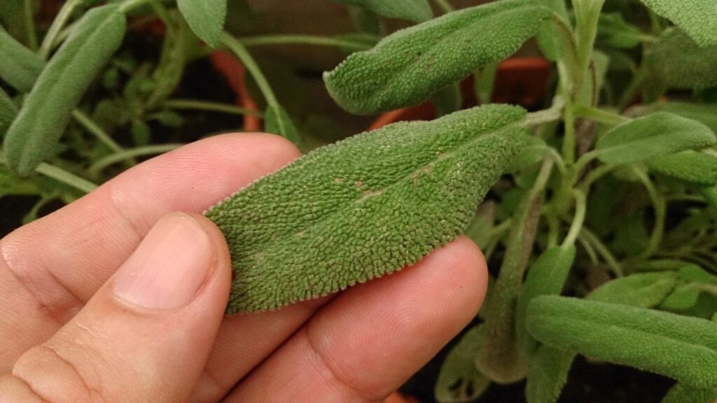 Sage (Salvia officinalis)