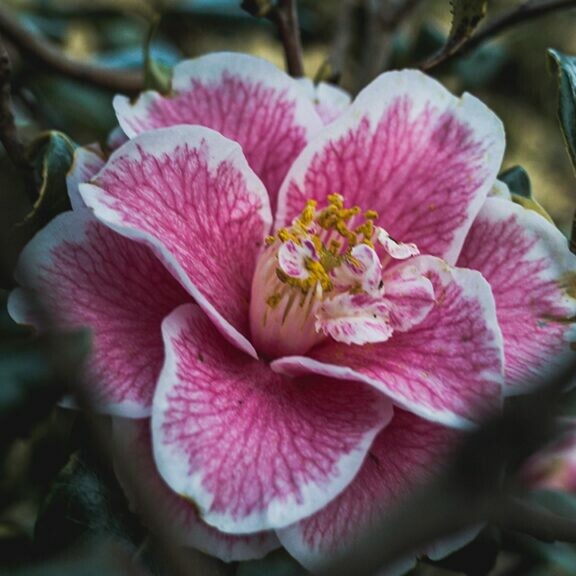 camellias flowers