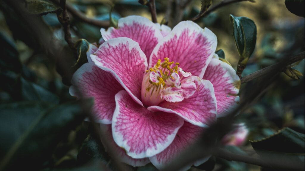 camellias flowers