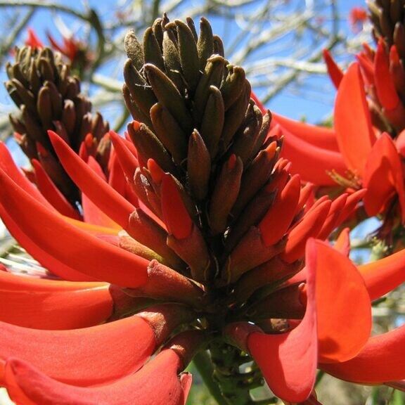 coral tree erythrina