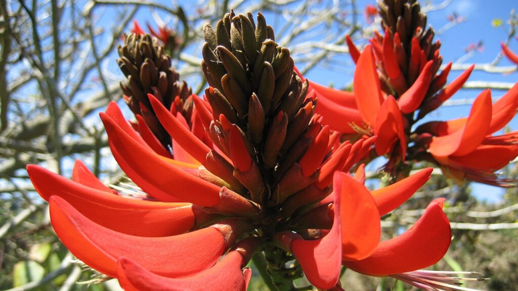 coral tree erythrina