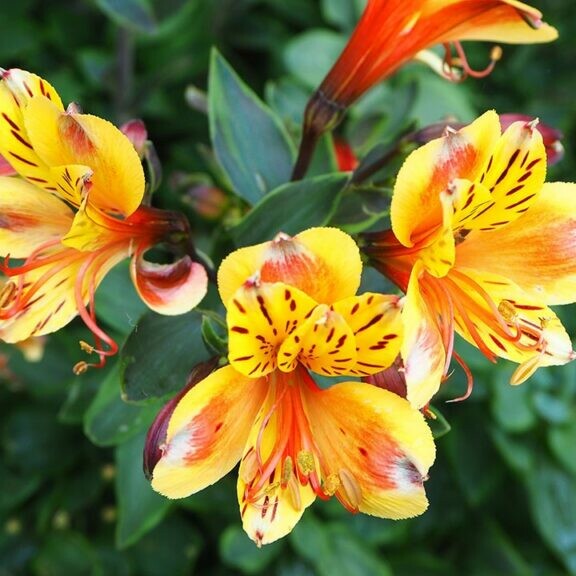 peruvian lily