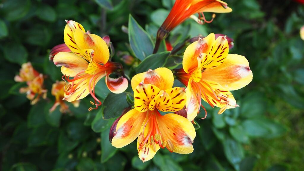 peruvian lily