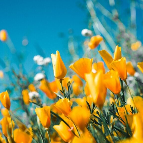 vernal equinox spring flowers