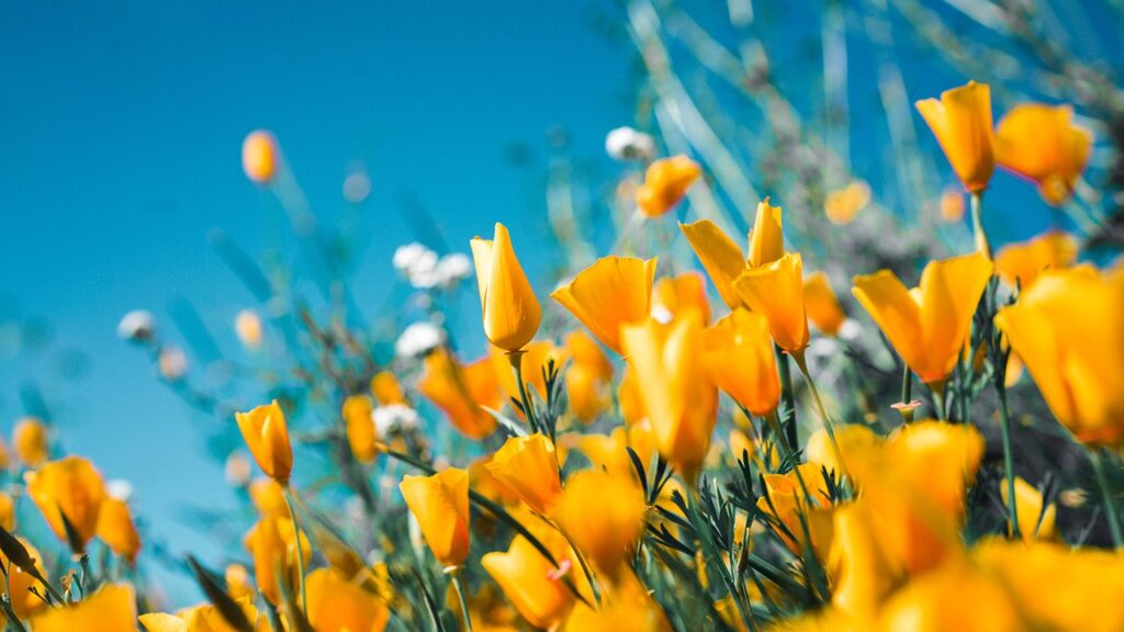 vernal equinox spring flowers