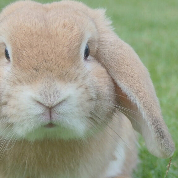 easter bunny bringing eggs