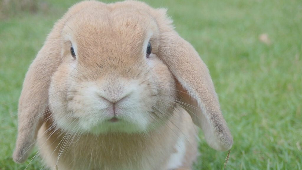 easter bunny bringing eggs