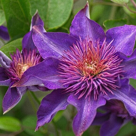 clematis