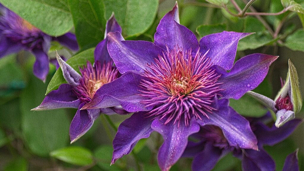 clematis