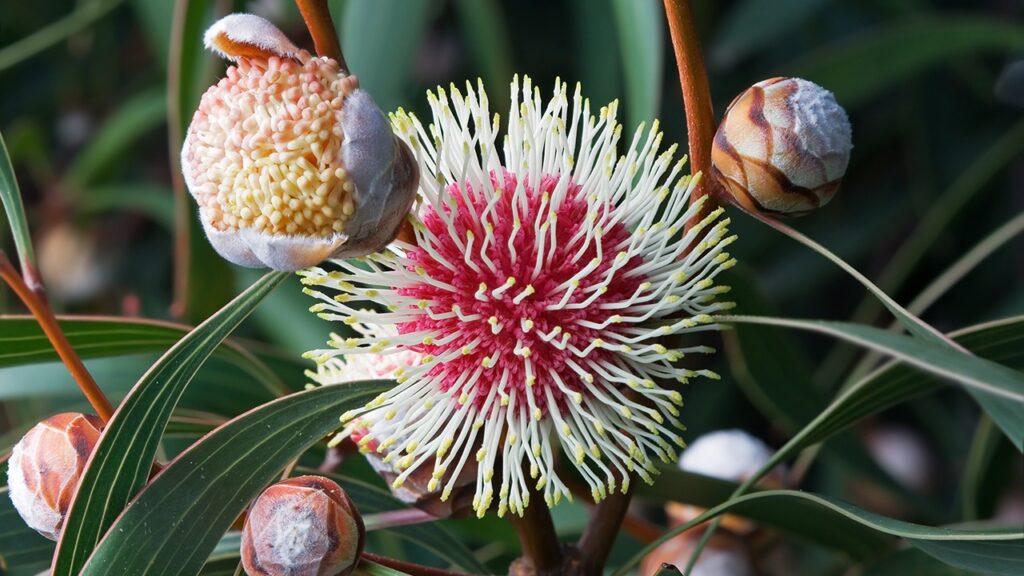 Hakea