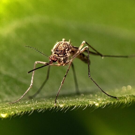 plants that control mosquitoes