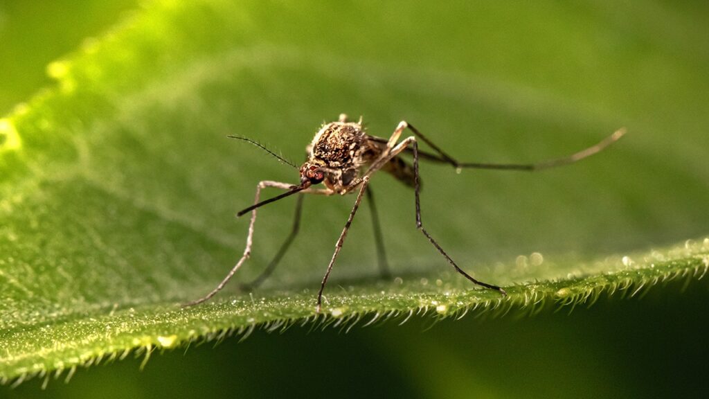 plants that control mosquitoes