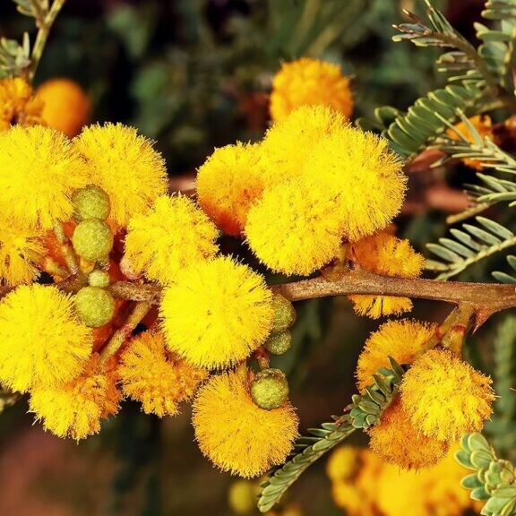 Vachellia karroo african tree