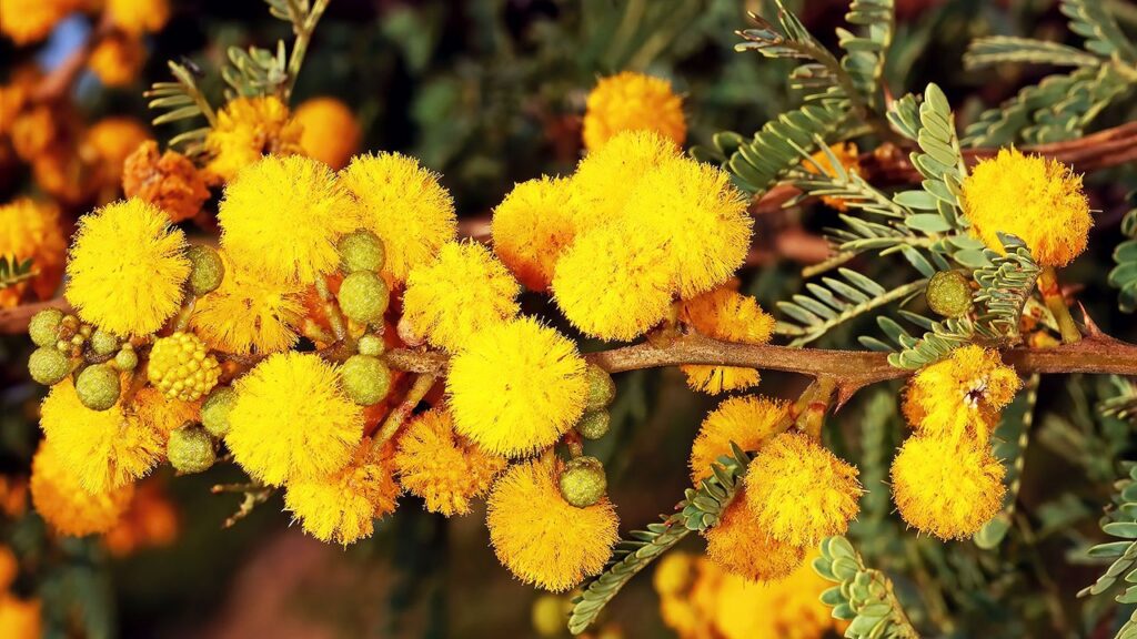 Vachellia karroo african tree