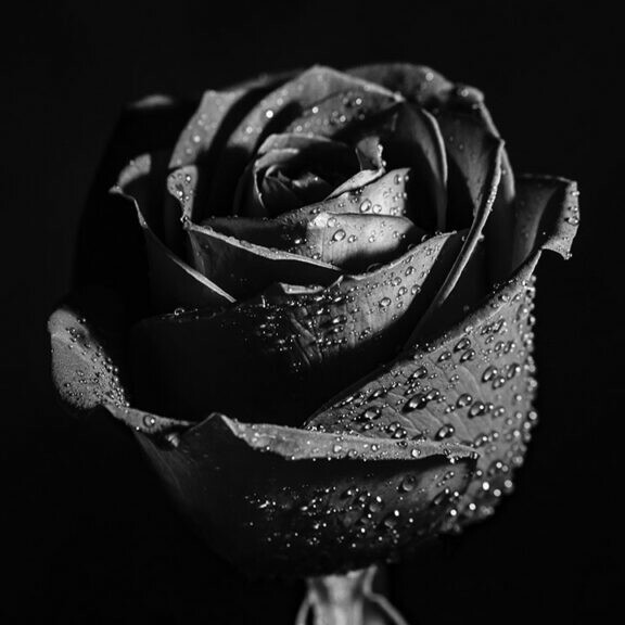 black rose