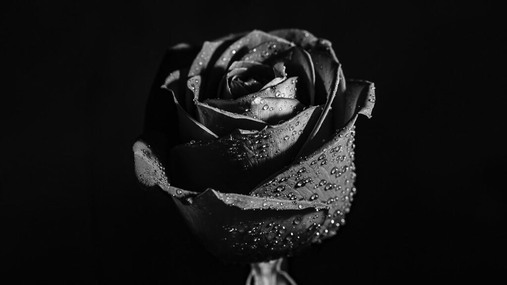 black rose