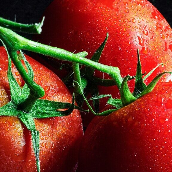 growing tomatoes in the winter