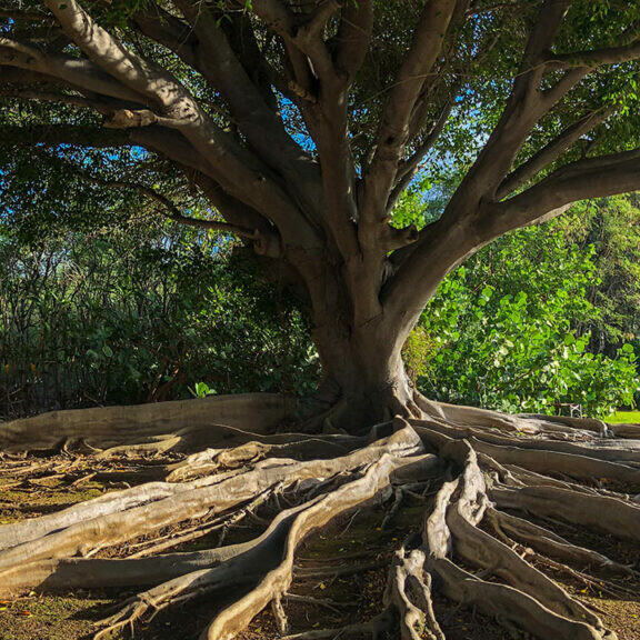 banyan tree