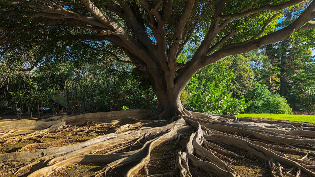 banyan tree