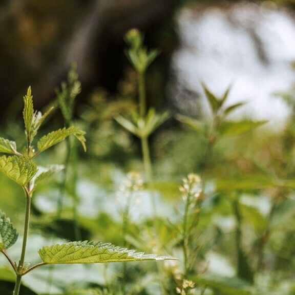 poison ivy