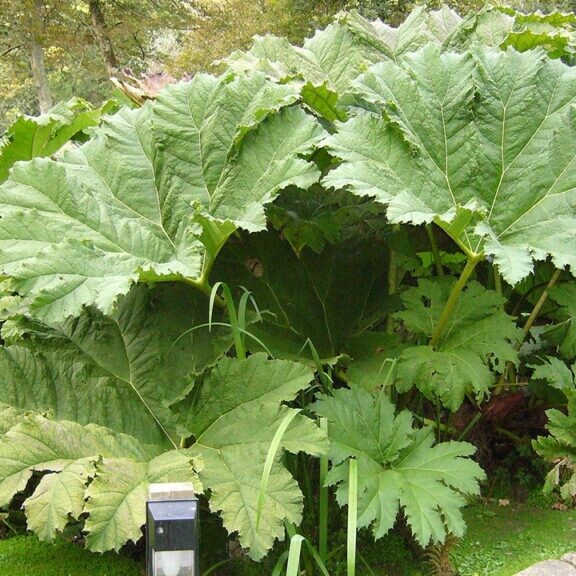 Gunnera Manicata