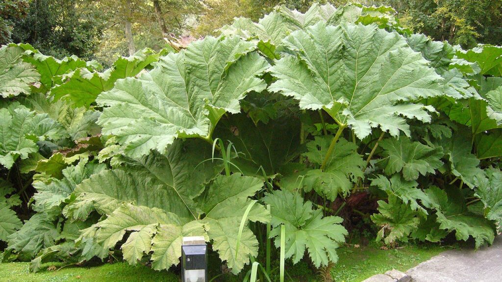 Gunnera Manicata