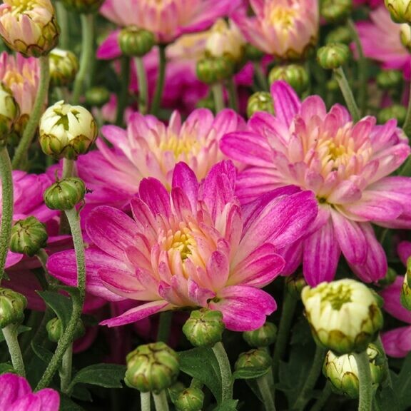 chrysanthemums