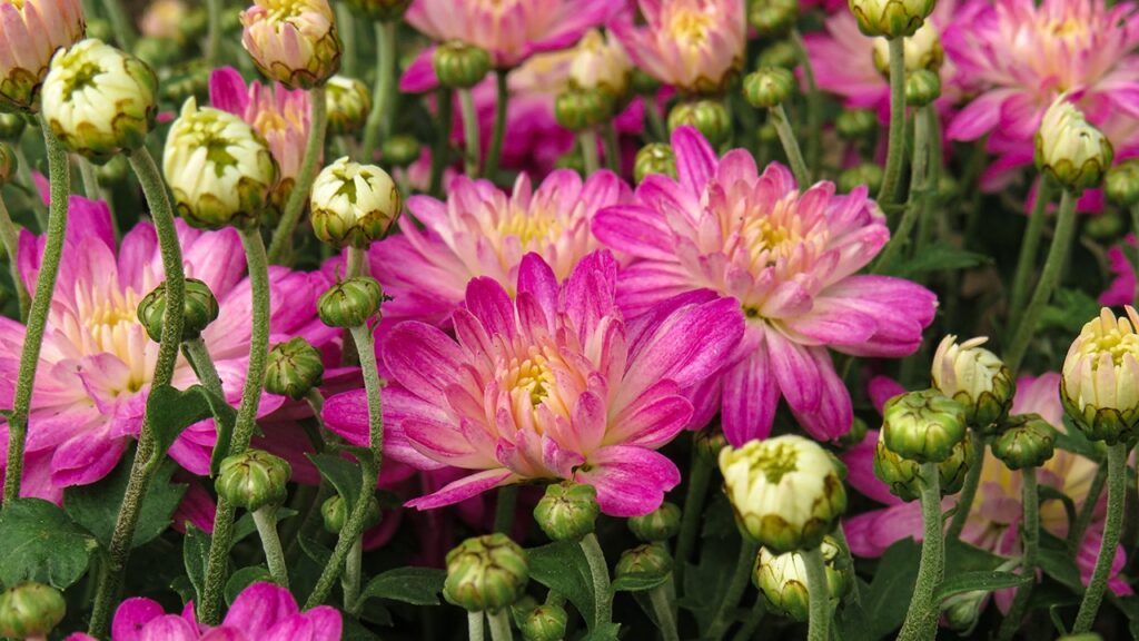 chrysanthemums