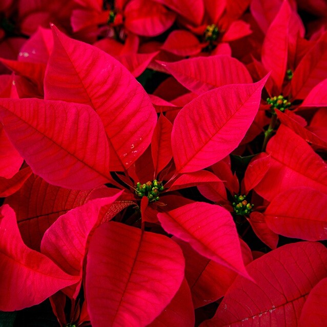 are poinsettias poisonous