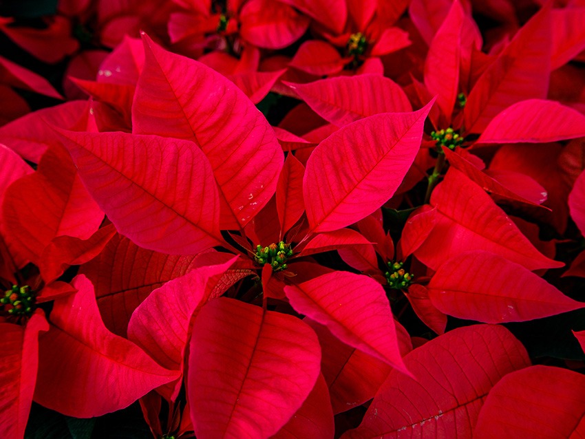 are poinsettias poisonous