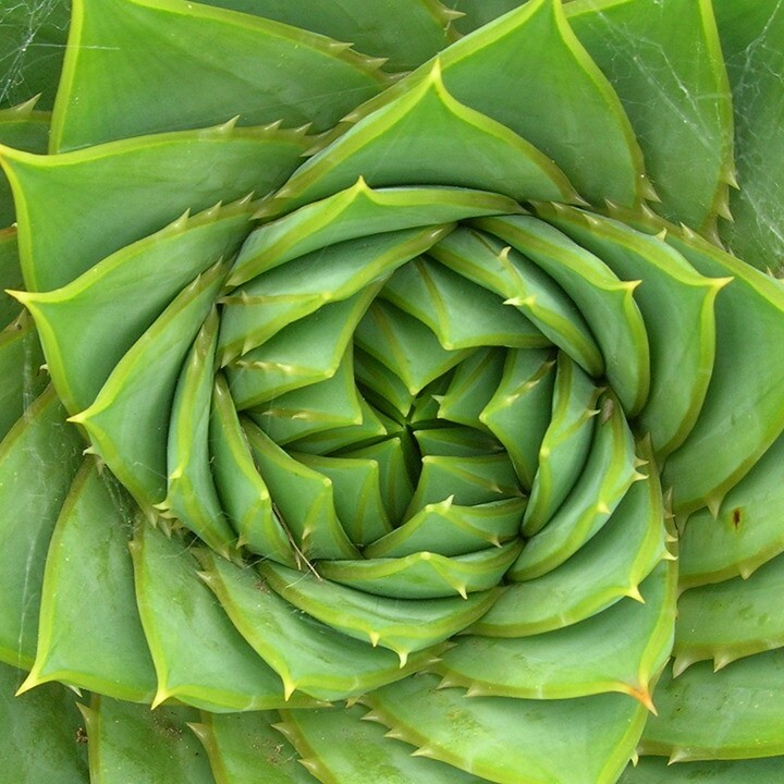 spiral aloe