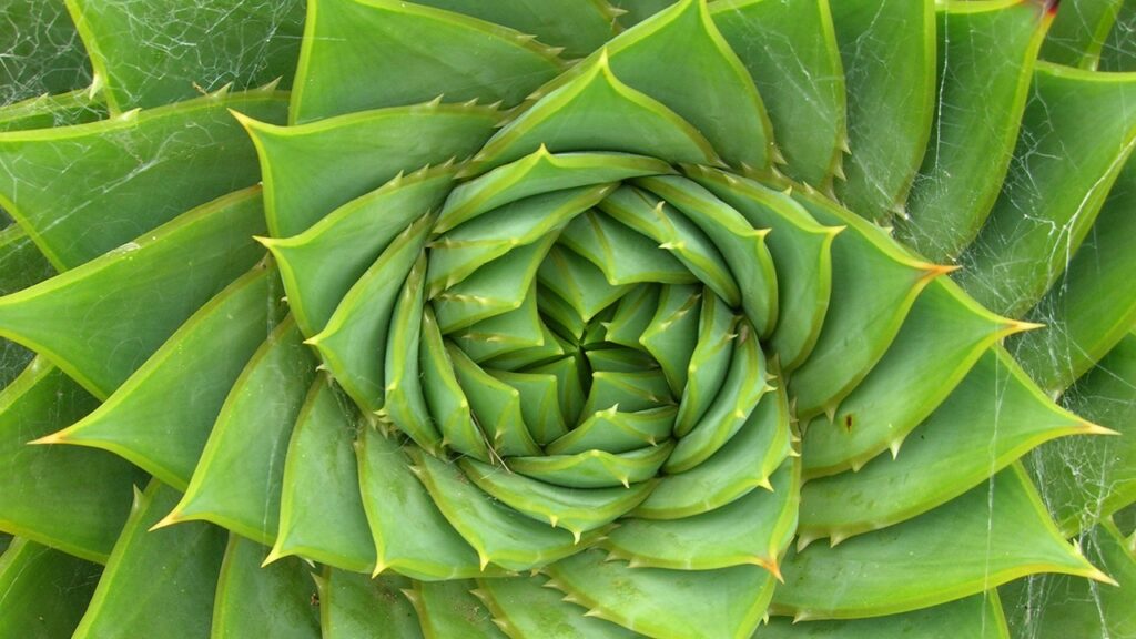 spiral aloe